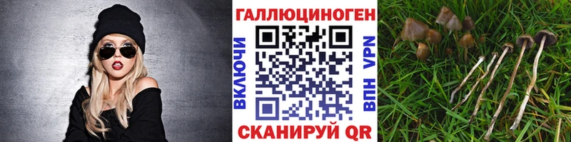 Галлюциногенные грибы Psilocybine cubensis Верхний Тагил